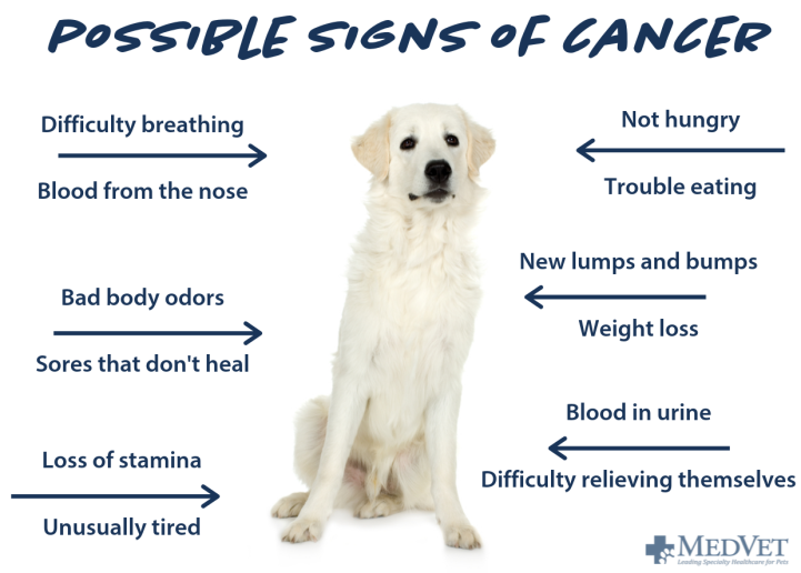 As National Pet Cancer Awareness Month winds down, learn some of the early signs of canine cancer. If you notice any of these symptoms, make an appointment to see your family veterinarian to discuss your pet's specialty healthcare options.