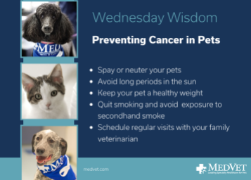 November Social November Social 100% 10 There are steps you can take to lower your pet's risk of developing cancer. Always spay or neuter your pets, limit their sun exposure, keep them at a healthy weight, avoid secondhand smoke, and most importantly, schedule annual wellness check-ups for your pet with your family veterinarian. Screen reader support enabled. There are steps you can take to lower your pet's risk of developing cancer. Always spay or neuter your pets, limit their sun exposure, keep them at a healthy weight, avoid secondhand smoke, and most importantly, schedule annual wellness check-ups for your pet with your family veterinarian.